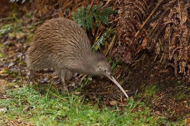 什么鸟没有翅膀，世界上有一种没有翅膀的鸟（却没有翅膀和尾巴）