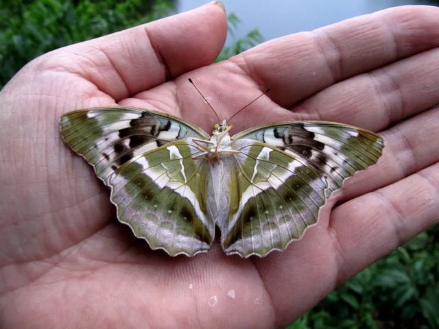 最常见的蝴蝶有哪几种，夏日赏蝶正当时