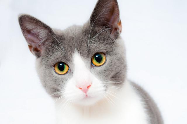 猫可以活多少年，猫咪最长可以活多少岁