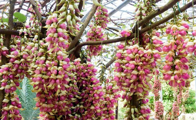 高州仙人洞风景区，高州仙人洞游玩项目