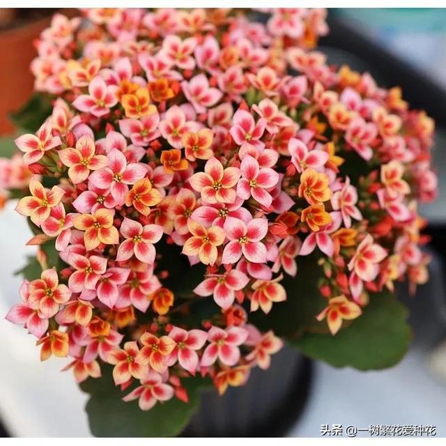 秋天有什么花容易养又好看，这20种花建议选几个