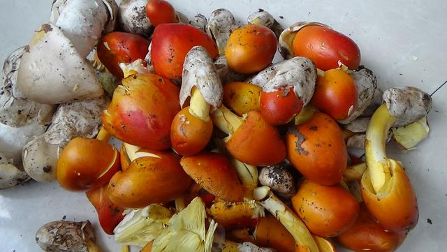 红色的有毒蘑菇有哪几种，颜色鲜艳的蘑菇就是有毒的吗