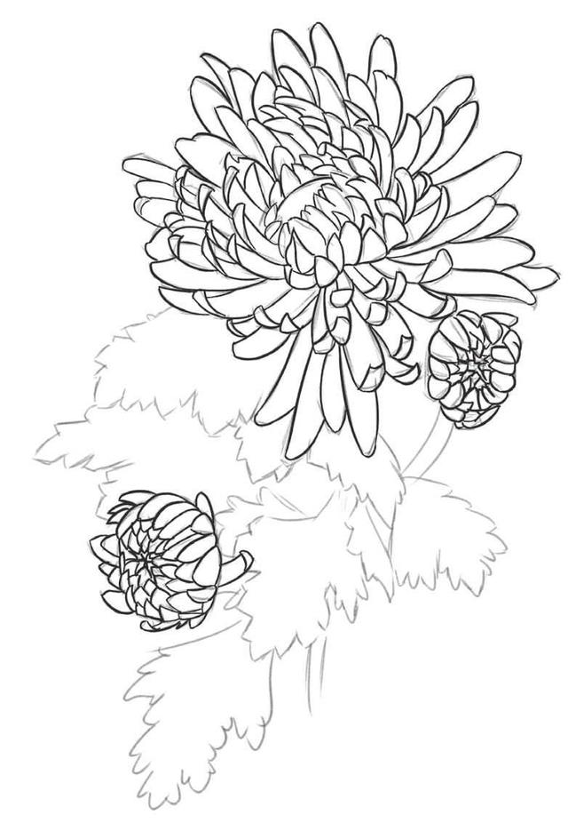 菊花的初学画法，适合零基础学习的菊花三种画法教程