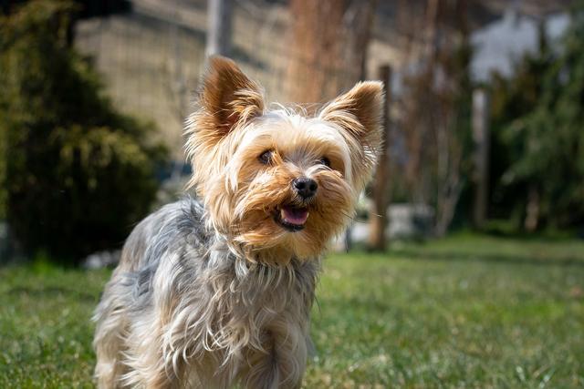 约克夏幼犬适合养吗，约克夏的优缺点有哪些