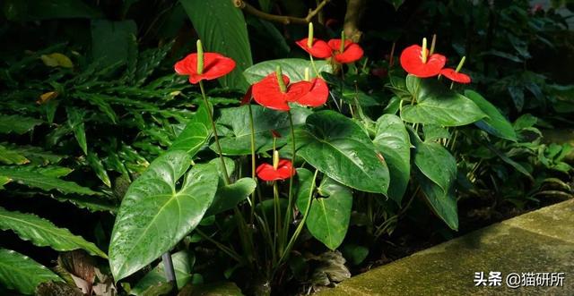 养猫可以养什么花，养猫需要买什么花