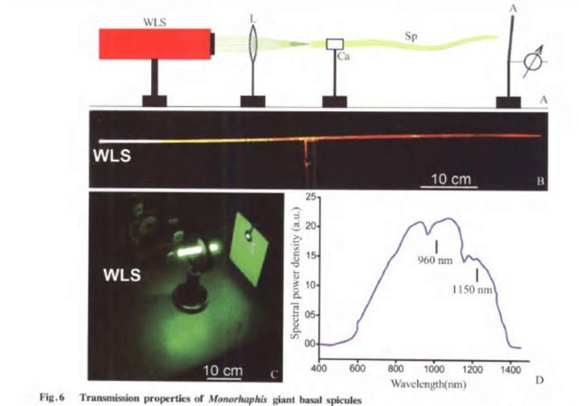 如果这个世界上真的存在硅基生物，科学家推测硅基生命