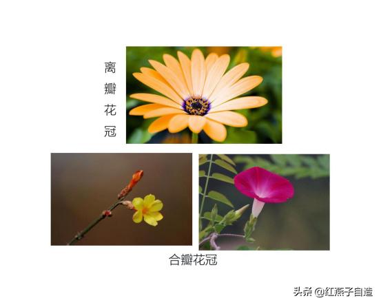 钩针编织小花朵，钩针编织花朵简单易学（新手半个小时就可以钩出来送给自己）