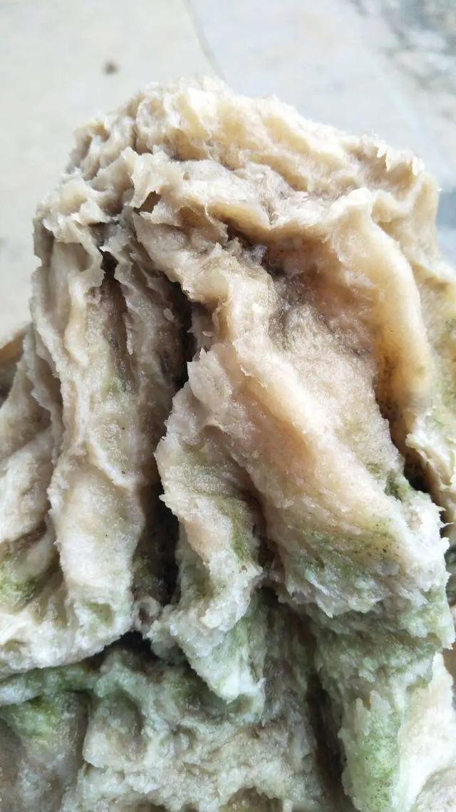 太岁肉灵芝为什么那么稀有，真假太岁肉灵芝的知识论述
