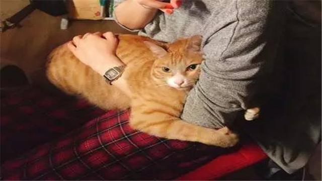 猫咪为什么怕黄瓜，揭秘猫咪为什么会怕黄瓜（猫为什么会害怕黄瓜）