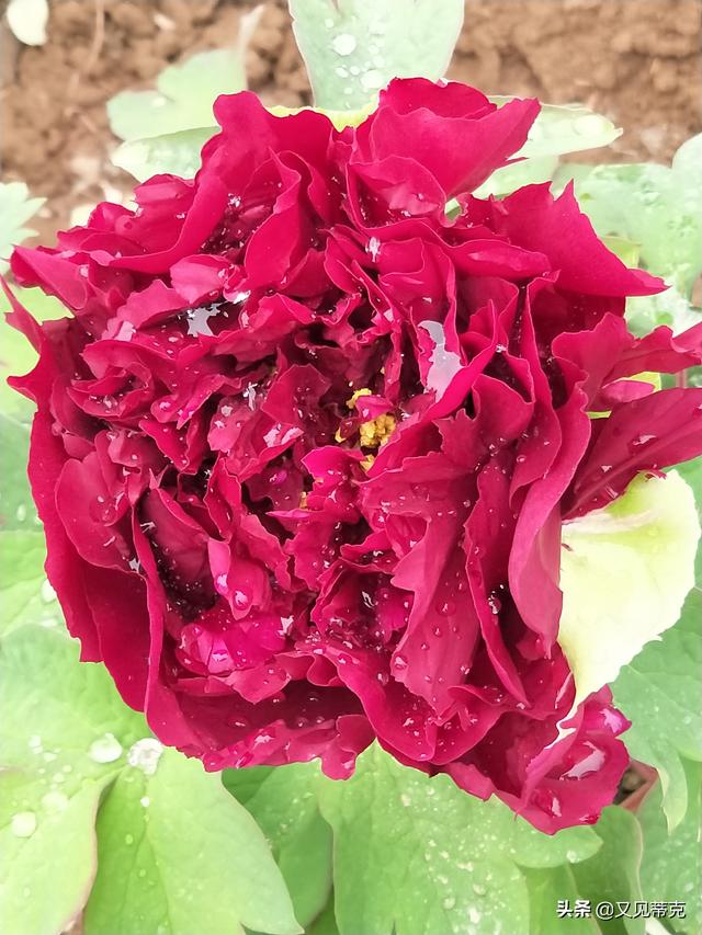 洛阳看牡丹花最值得去的公园，洛阳赏牡丹哪个公园更美