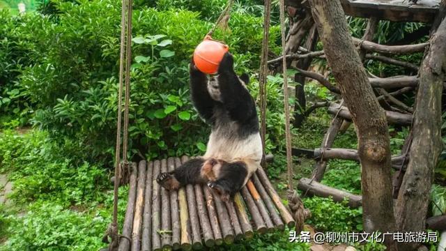 柳城县旅游攻略，攻略柳人游柳