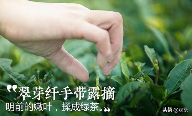 黄金茶的历史渊源，湘西黄金茶到底是什么茶