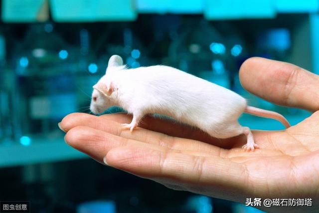 有关鼠的各种知识，鼠道难四只鼠的自述