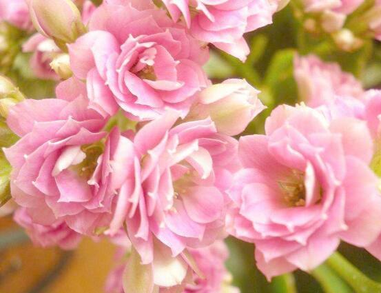 长寿花放卧室里养好吗，长寿花可以放入卧室养吗