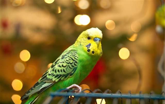 国内即将合法的品种大鹦鹉，国内三类合法鹦鹉品种介绍