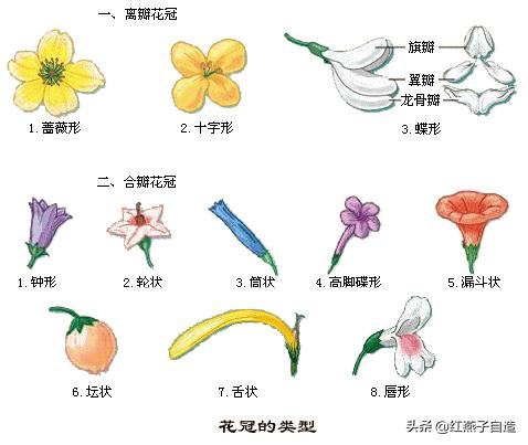钩针编织小花朵，钩针编织花朵简单易学（新手半个小时就可以钩出来送给自己）