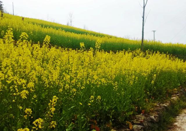 油菜苗吃法大全，油菜苗泡菜更有劲道