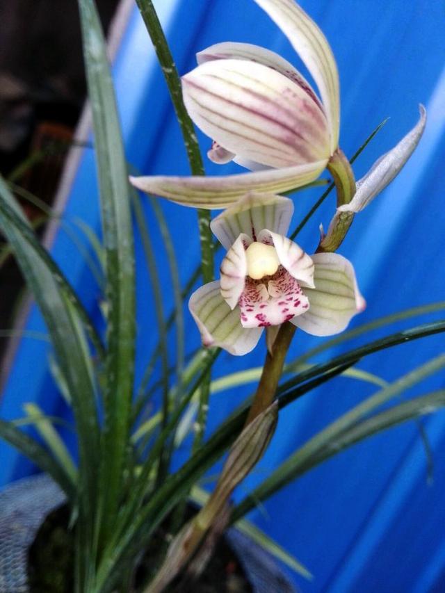 野生兰花五到七月开的是什么兰花，细说5款兰花珍品