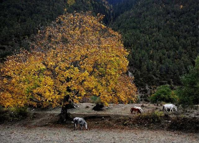 山南旅游景点大全，山南旅游最美景点