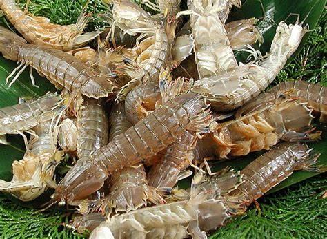 日式料理虾刺身，日本有名的刺身，你喜欢哪一个