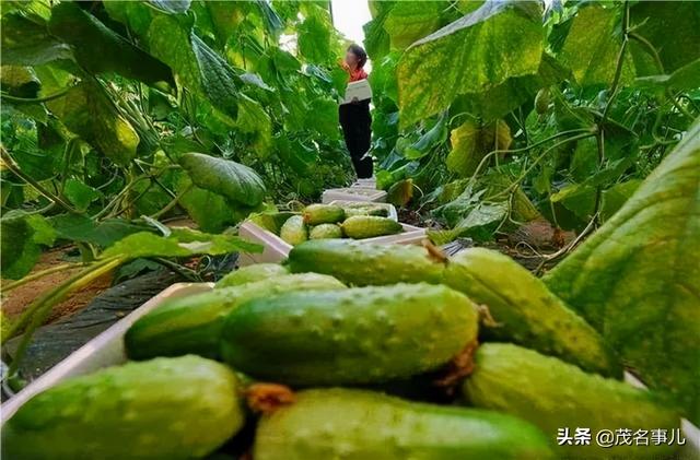 化州在哪里呀，你好化州