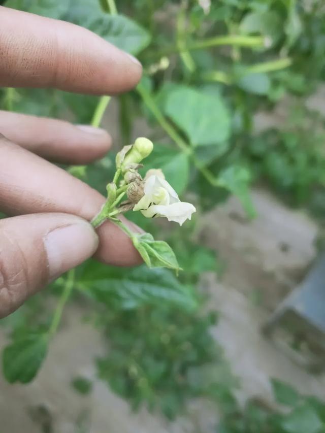 蓟马，蓟马为什么这么防治