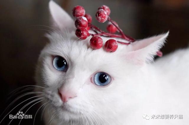 肥胖土猫(宠物胖猫)