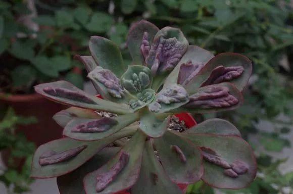 养着省心颜值高又爱长爆盆的多肉，这些多肉大普货