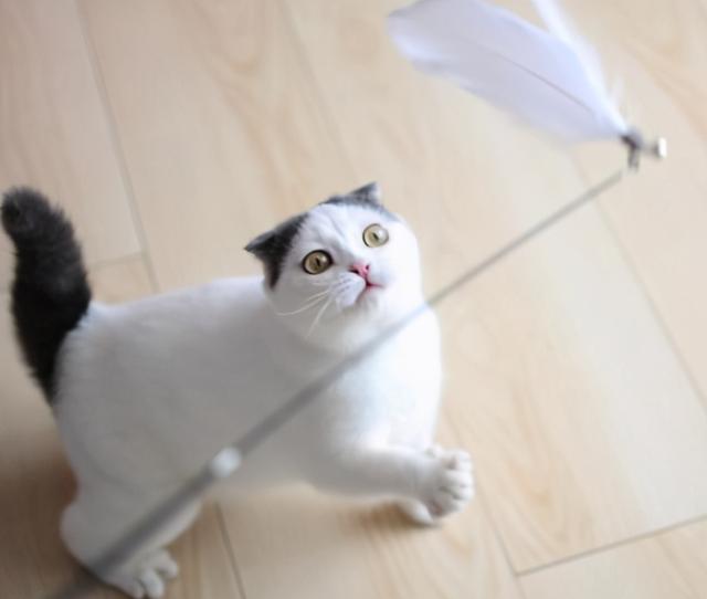 怎么解决猫咪挑食的问题，改善挑食，是一场人猫拉锯战