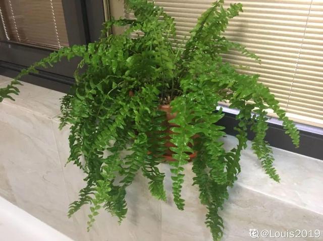 观叶植物的室内摆放，家里盆栽摆放有讲究