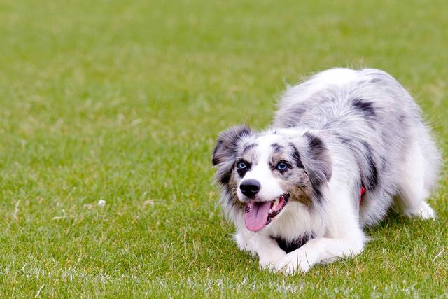 怎么训练狗狗听话，掌握了这8个技巧（让狗狗听话的训练方法）