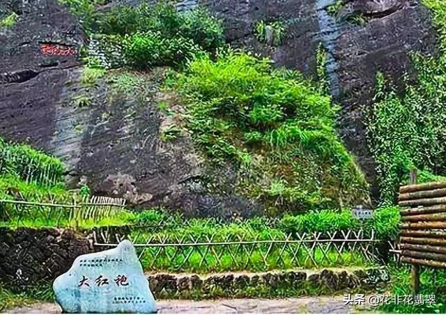 武夷山大红袍母树，大红袍母树茶叶去哪了