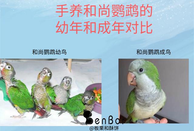 手养鸟哪种最亲人，手养鸟和笼养鸟一起养,会不会手养鸟不亲人了