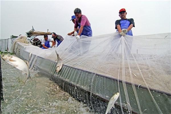 太湖蓝藻治理技巧，治理太湖蓝藻有了新突破