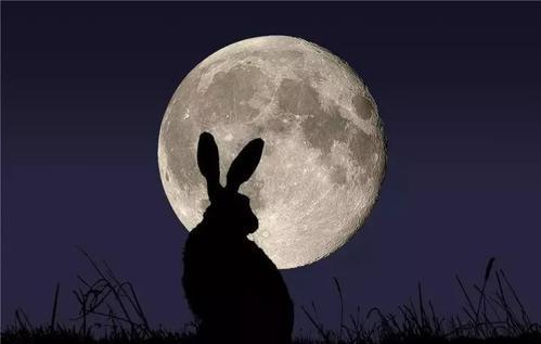 黄兔，兔代表的神兽