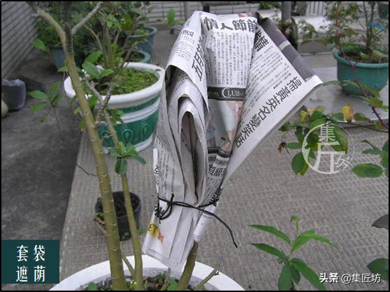 常用的嫁接技术方法，提高嫁接成活率