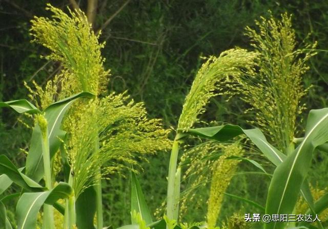 高梁高产栽培技术，高粱怎么种植能高产（高粱高产栽培技术）