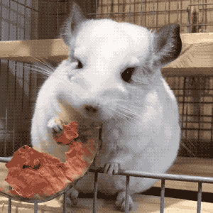 龙猫好养吗养龙猫的注意事项，想要饲养一只可爱又粘人的龙猫