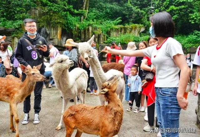 四川雅安附近又一野生动物园开业，四川雅安熊猫基地动物园