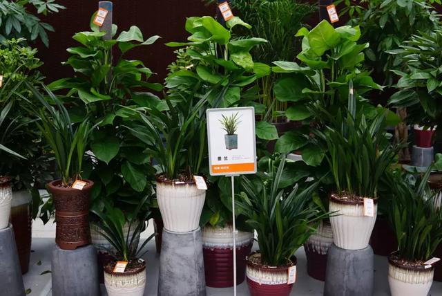 园艺批发市场，这个园艺市场本周末放大招