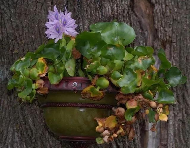 常用盆栽水生植物，“3种”绿植可水培