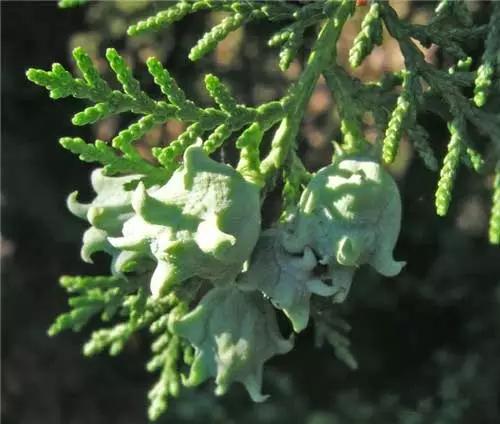 园林景观植物经验分享，风景园林设计中植物造景的3点经验总结