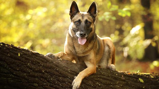 马犬肥胖(马犬肥胖的犬种吗)