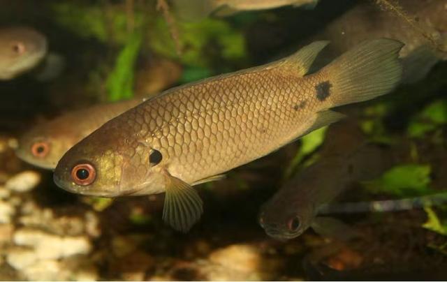 斗鱼的种类及特点，斗鱼科的观赏鱼都有哪些品种