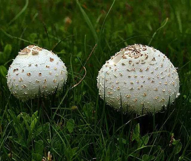 常见的十种食用菌，分享几种可以食用的菌