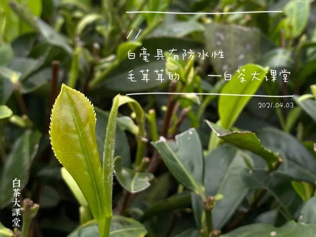 寿眉白茶怎么泡，如何冲泡白茶寿眉（图解白茶寿眉冲泡完整流程）