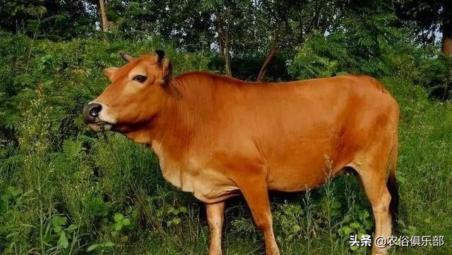 都爱养这5种黄牛，农村养肉牛还是养土黄牛好