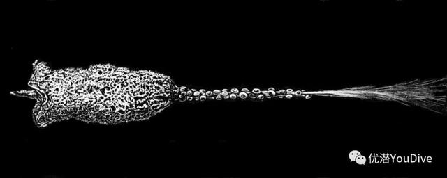 八种最长寿的动物，地球上最长寿的10种动物