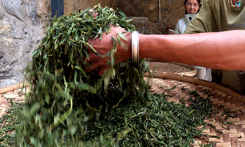 手工制茶的六个步骤，南茗佳人手工制茶过程全公开