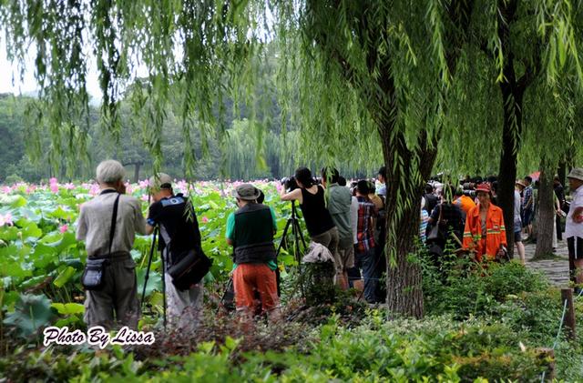 新鲜的莲子有哪些做法，这几款莲子食疗方可以常吃